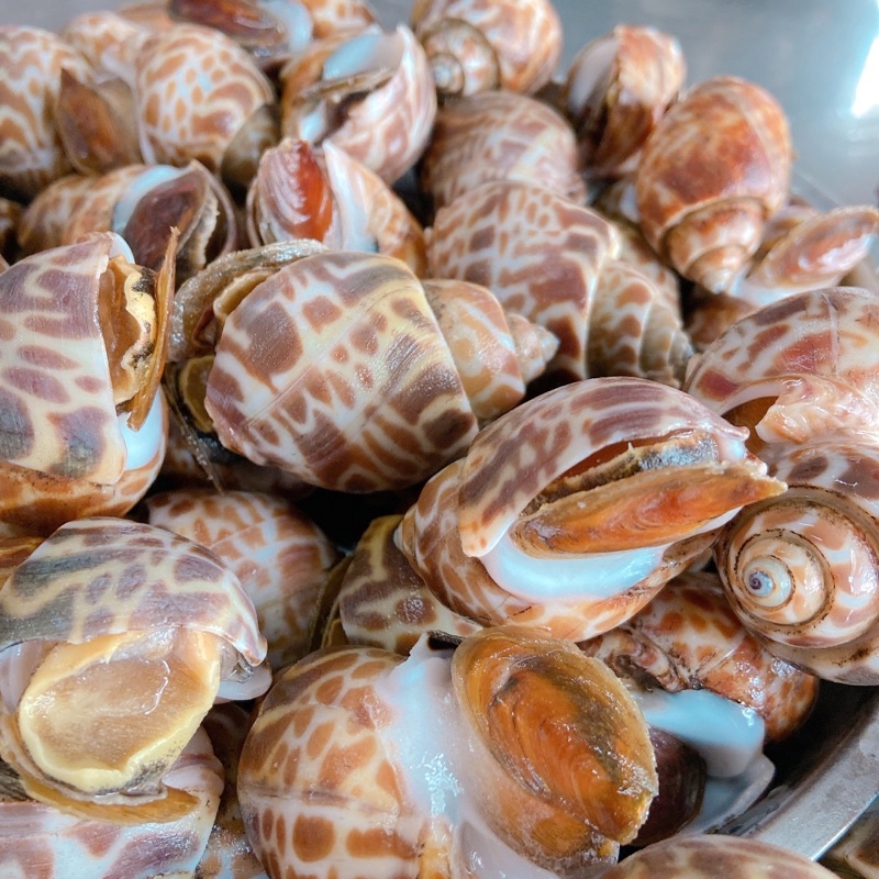 ốc hương quế Ấn Độ