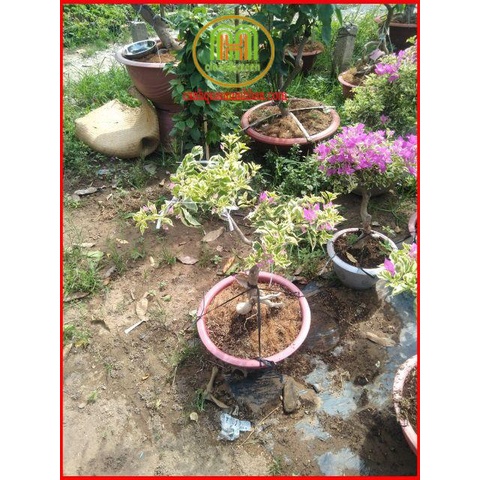 Vỏ trấu trồng cây, vỏ trấu cho gà Gói 10dm3