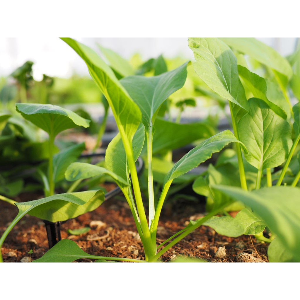 Hạt giống Cải Ngọt Thụy Sỹ JL48