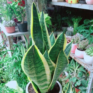 Chậu cây lưỡi hổ