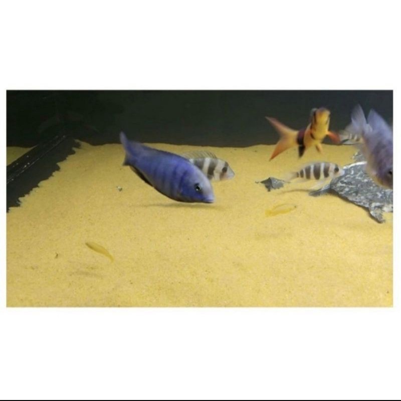 Cát vàng lót nền hồ thủy sinh - bể cá cảnh - 500gr