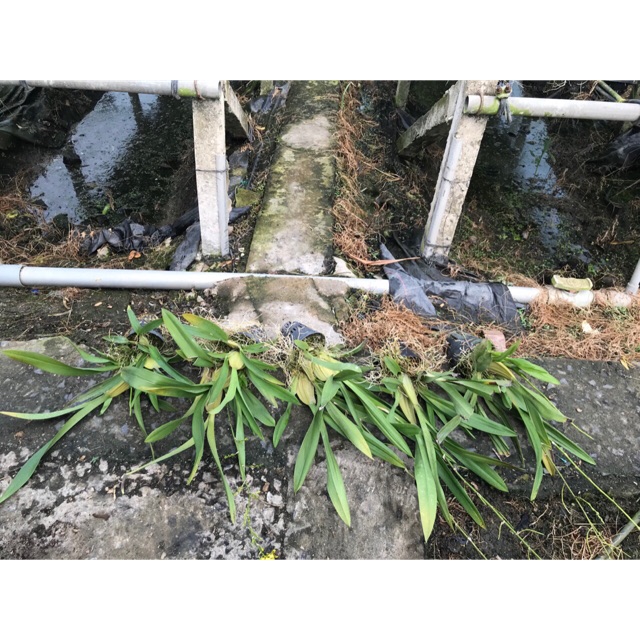 Hoa lan vũ nữ mật ngọt