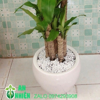 Chậu Cây Thiết Mộc Lan Cao 1m