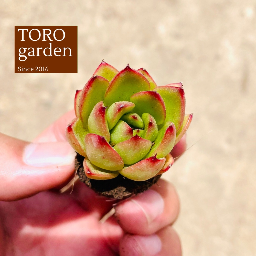Sen đá viền lửa Đà Lạt size mini cây cảnh trang trí nhà cửa Toro garden