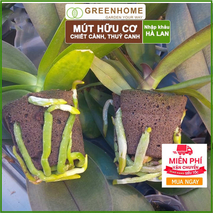 Bộ 5 Mút ươm Kie Hà Lan, 6x6x4cm, hữu cơ, kích rễ, ươm hạt, chiết cành, trồng thuỷ canh |Greenhome