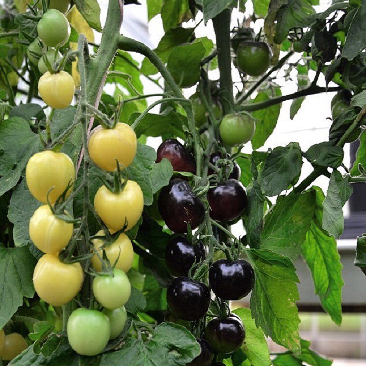 Gói 0.1GR hạt giống Cà Chua Bi Đen F1 SV 122 ( Cà chua Cherry) - Vựa Kiểng Sa Đéc - VuasKiengSaDec