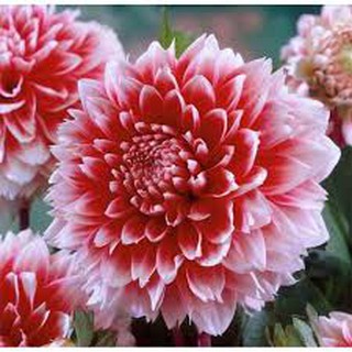 combo 5 củ giống hoa thược dược đủ màu, mixx màu - củ giống