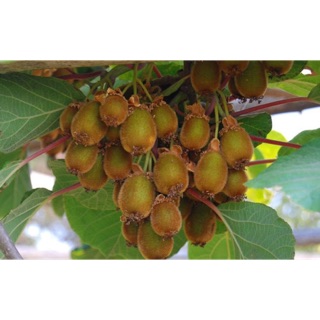Kiwi vàng ngọt