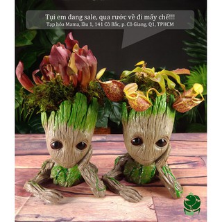 chậu groot