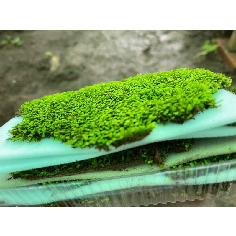 Rêu minifiss lá nước thủy sinh (không đặt chung với hàng nặng) (hộp 5-6 tấc) - rêu trãi nền - mini fiss