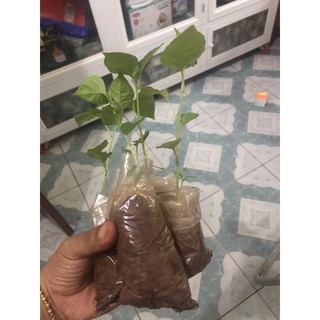 2 cây ớt xiêm giống