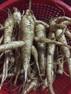 Hạt giống sâm Bố Chính (25 hạt giống sâm quý)