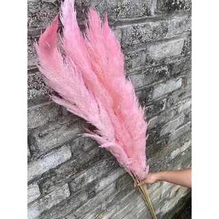 Cỏ lau decor ( giá 1 cành)