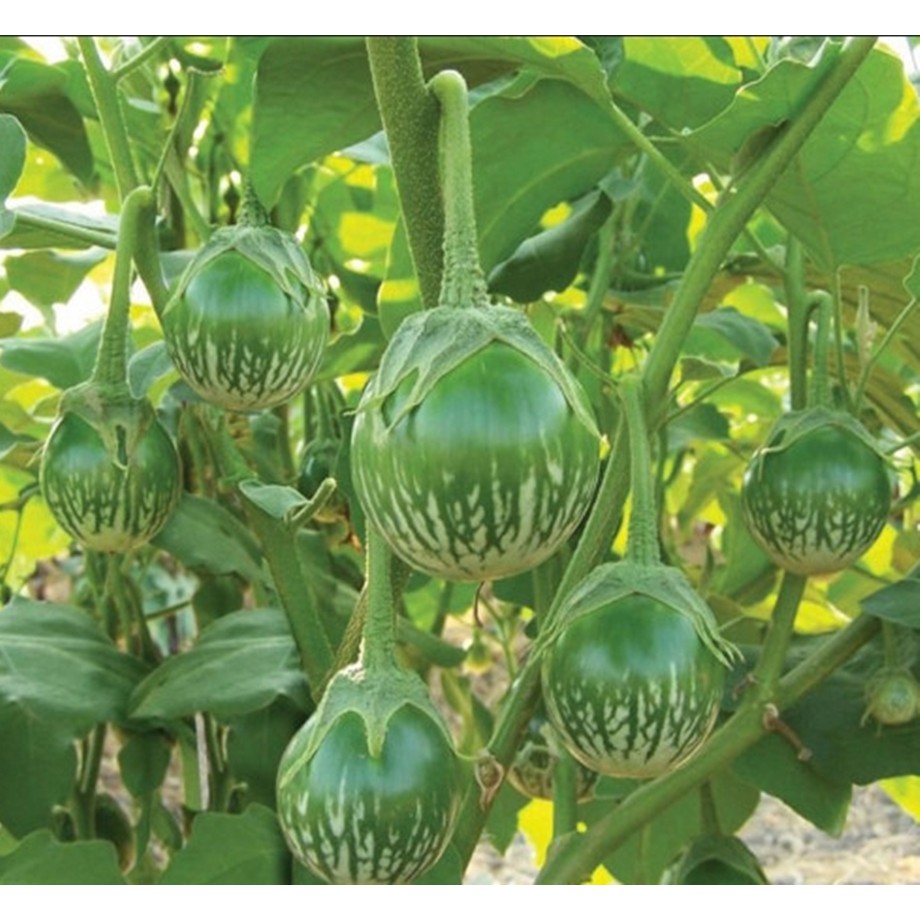 Hạt giống Cà bát ta da ếch