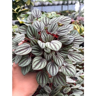 chậu cây Hạnh tiên thảo (giống mới)