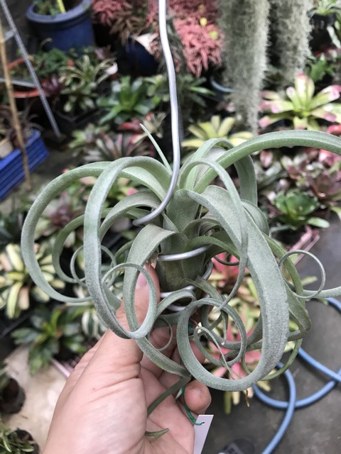 Cây không khí Tillandsia curly slim