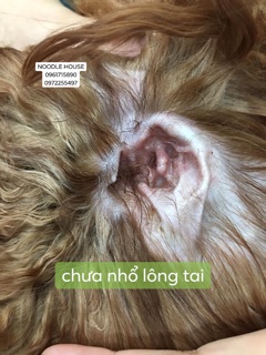Bột nhổ lông tai thú cưng Petis
