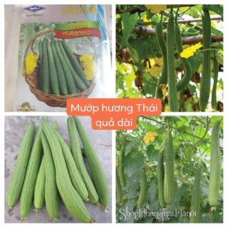 MƯỚP HƯƠNG THÁI QUẢ DÀI