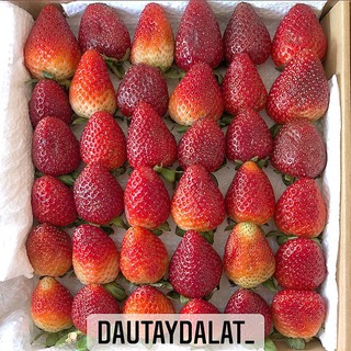 [Ship TPHCM] Dâu tây Đà Lạt giống Mỹ Albion tặng kèm muối xí muội siêu ngon (hình thật shop tự chụp)