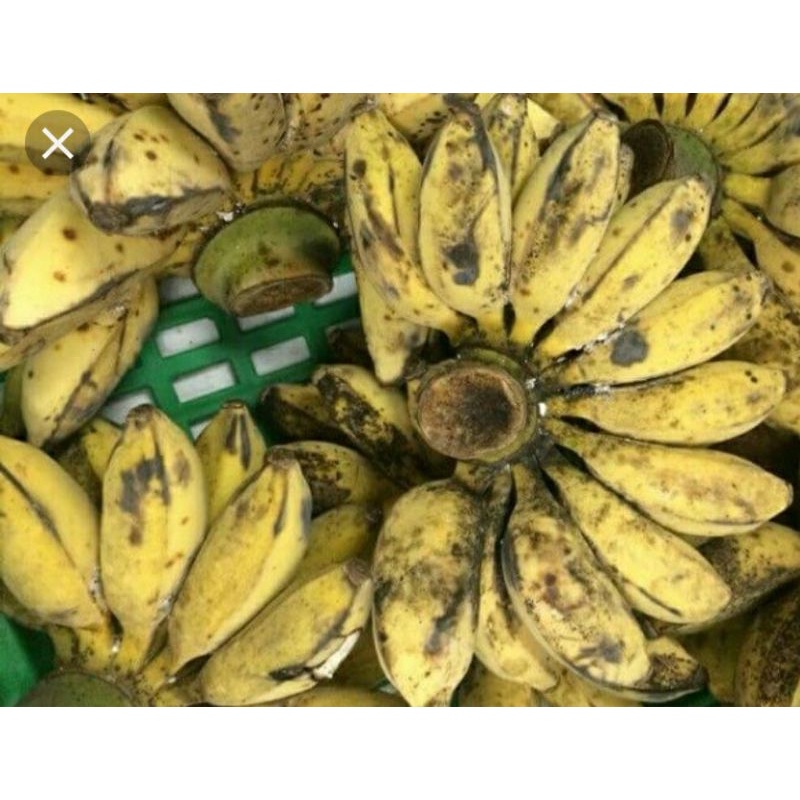 chuối sáp 1kg=12k, banana