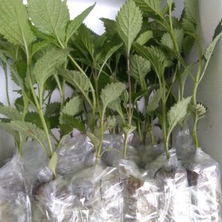 👉🌱🌱🌱👍 Combo 10 cây đuôi chuột hoa tím (Cây mạch lạc)