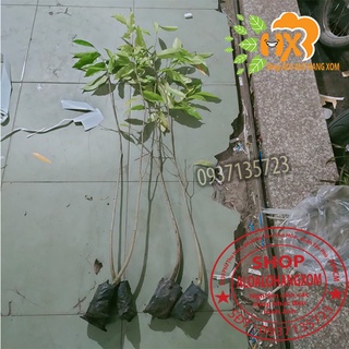 combo 5 cây  gió bầu cây giống