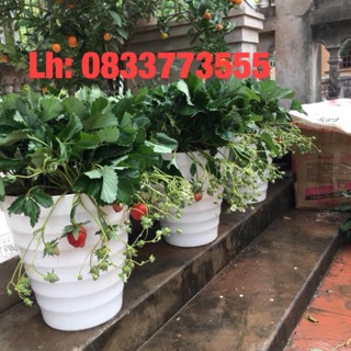Combo 10 chậu miệng loe đường kính 32 cao 37cm
