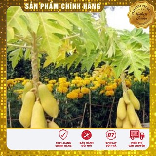 Hạt Giống Đu Đủ Vỏ Vàng ( gói 5 Hạt) Cây Cảnh Đẹp