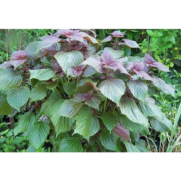 Hạt Giống Rau Tía Tô