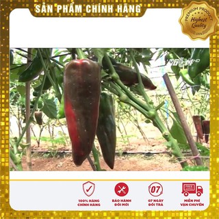 Hạt giống ớt sừng ngọt - 30 hạt