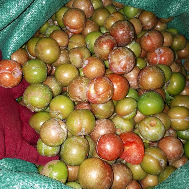 Mận sơn la