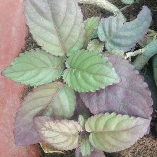 Cây TRÀ Ô LONG...