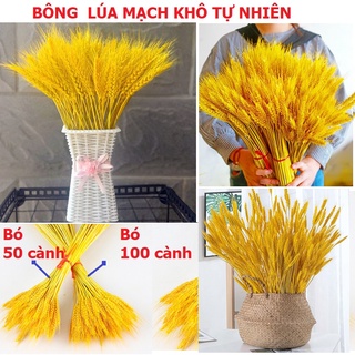 100 Bông lúa mạch vàng loại VIP 1 chụp ảnh hoặc trang trí nhà cửa, Bông Lúa Mạch Khô Decor Trang Trí - Tài Lộc
