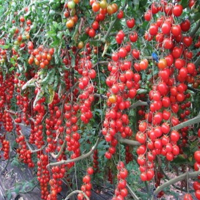 Hạt giống cà chua bi siêu quả   giá sỉ