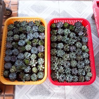 Sen đá size nhỏ 6cm 50 cây 400k