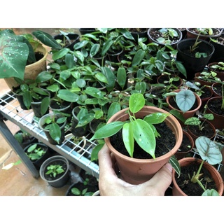 Trầu Bà Cánh Én - Philodendron Florida