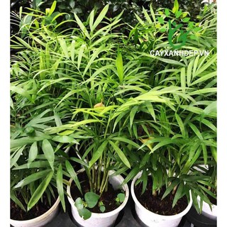 CHẬU CAU TIỂU TRÂM BONSAI - CÂY PHONG THỦY ĐỂ BÀN- VƯỢNG PHONG THỦY CHO GIA CHỦ