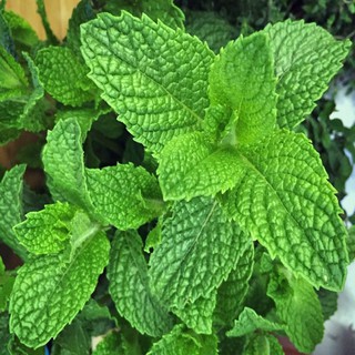 TINH DẦU BẠC HÀ 100ml - PEPPERMINT OIL