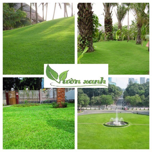 Hạt giống có nhung Nhật 10gr