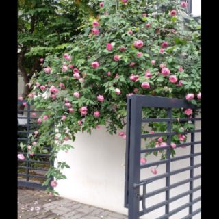 Sét 4 bộ dưỡng dành cho hoa hồng