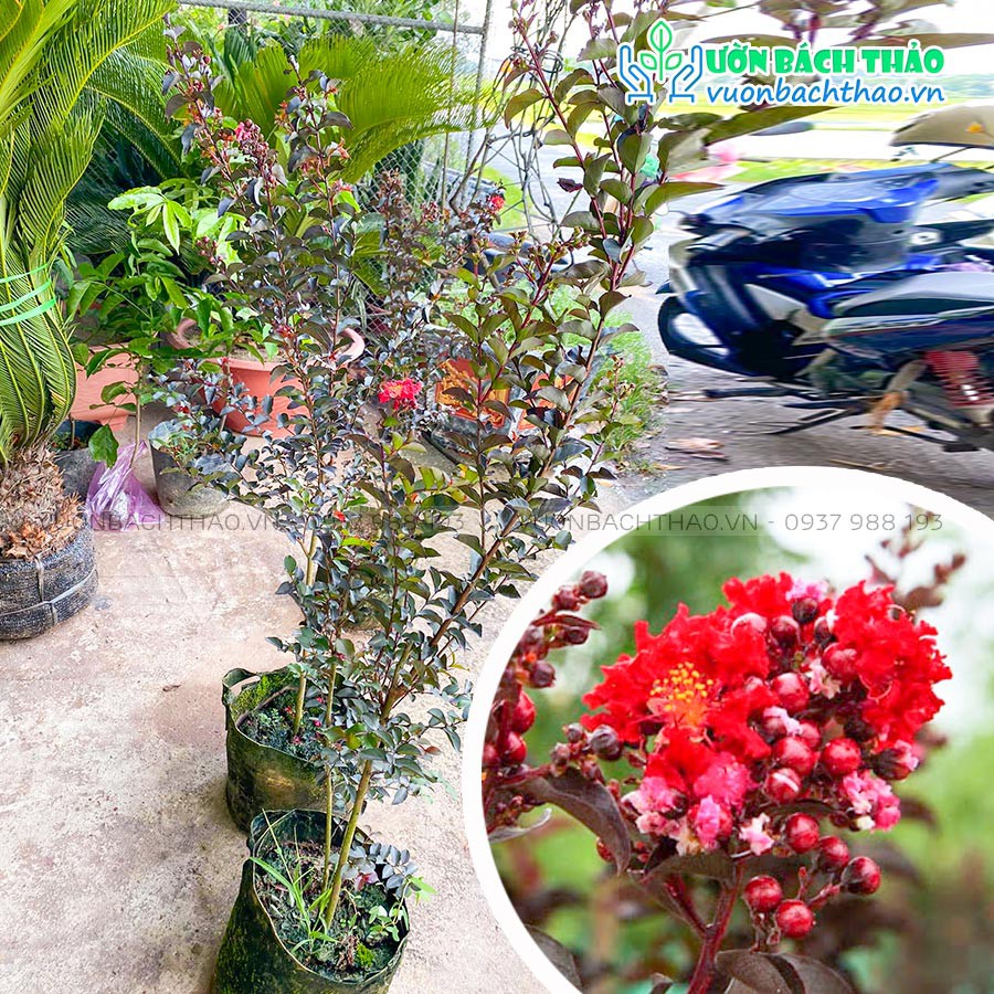 Cây hoa tường vi huyết long đỏ