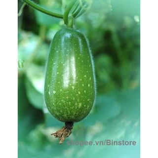 500G TRÀ VỎ BÍ ĐAO