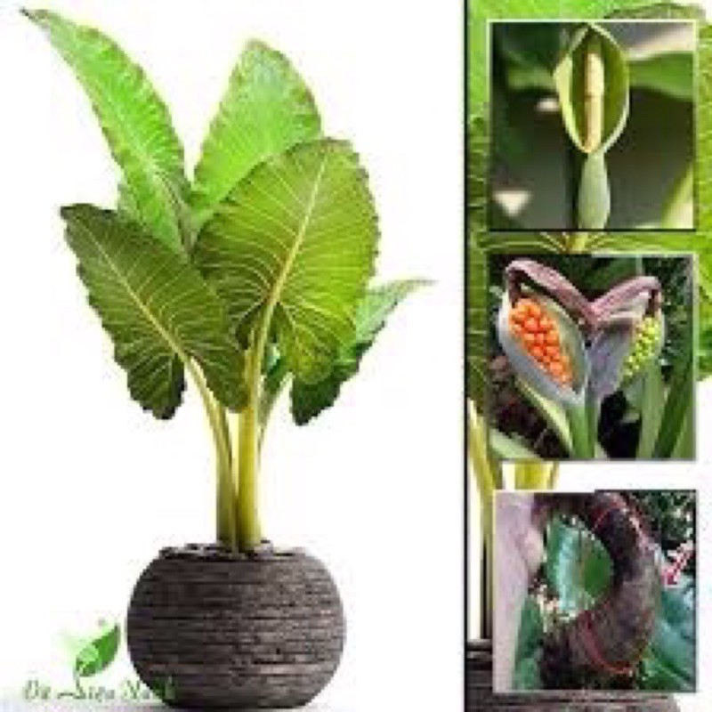 🍀HÀNG ĐẸP🍀Cây Ráy Voi chơi kiểng lá