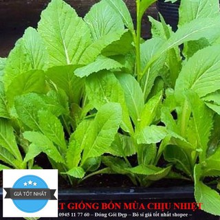 Hạt giống Cải Mơ