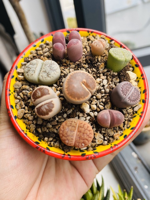 Lithop sen mông thạch lan
