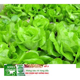 Giống Rau Xà lách mỡ