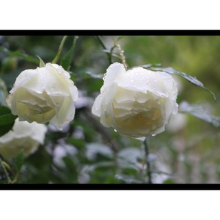 Cành Chiết Hoa Hồng cổ Bạch Ho