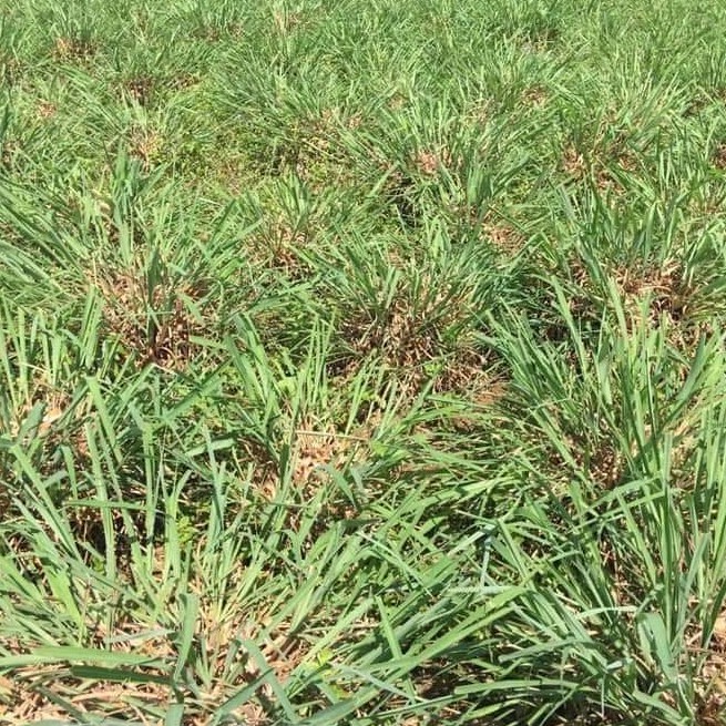 NƯỚC RỬA TAY KHÔ CHANH SẢ DIỆT KHUẨN 100ml | BigBuy360 - bigbuy360.vn