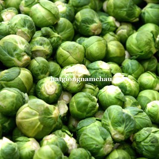 0,5GR - HẠT GIỐNG BẮP CẢI TÍ HON XANH