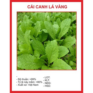 Hạt giống rau Cải canh lá vàng (20gr)